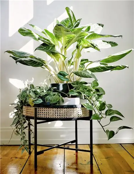 Озеленить угол