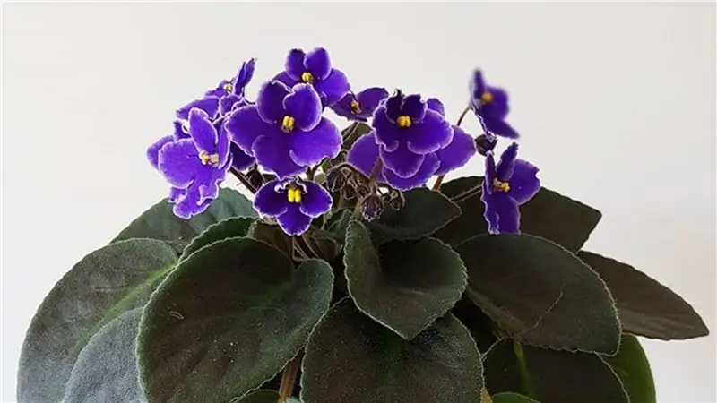 Лайфхаки с комнатными растениями: все, что вам нужно знать об африканских вуалетках