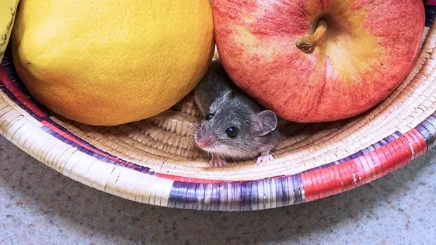 Как избавиться от мышей в дерьмовом студенческом общежитии