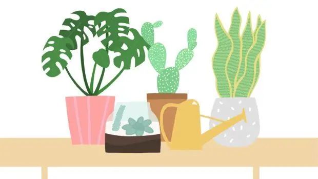 Nik Southern, Grace & Основатель Thorn и королева комнатных растений рассказали нам, в чем мы ошибались