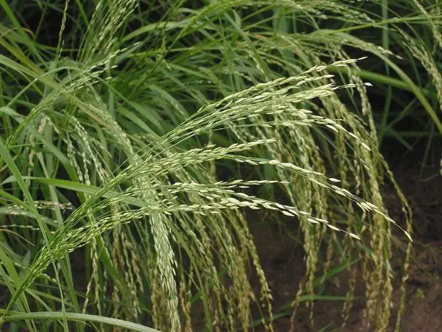 c800px-Teff_pluim_Eragrostis_tef