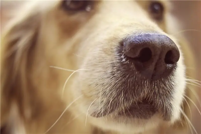 Ковидные собаки-ищейки - это вещь. Значит ли это, что ваша домашняя собака знает, есть ли у вас коронавирус?