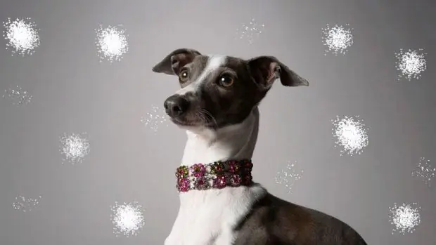 Мрачная правда о том, почему грейхаундам дают кокаин