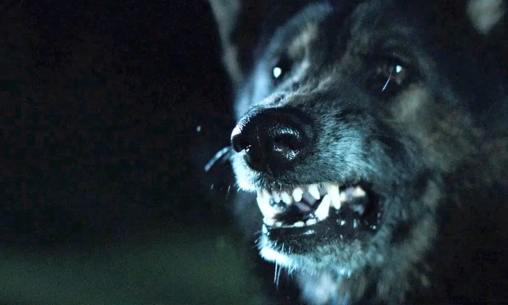 [Обзор] 'The Pack' обеспечивает слабую атаку
