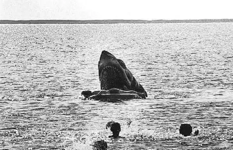 [Видео] Каждое убийство из франшизы 'JAWS