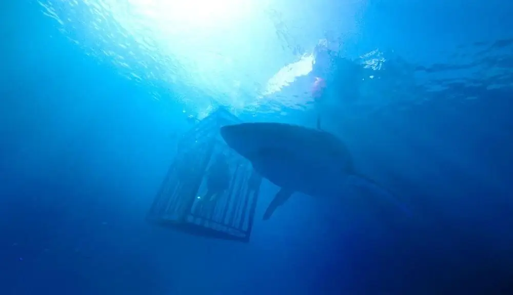 [Обзор] '47 Meters Down' полон остроты! ('В глубине')