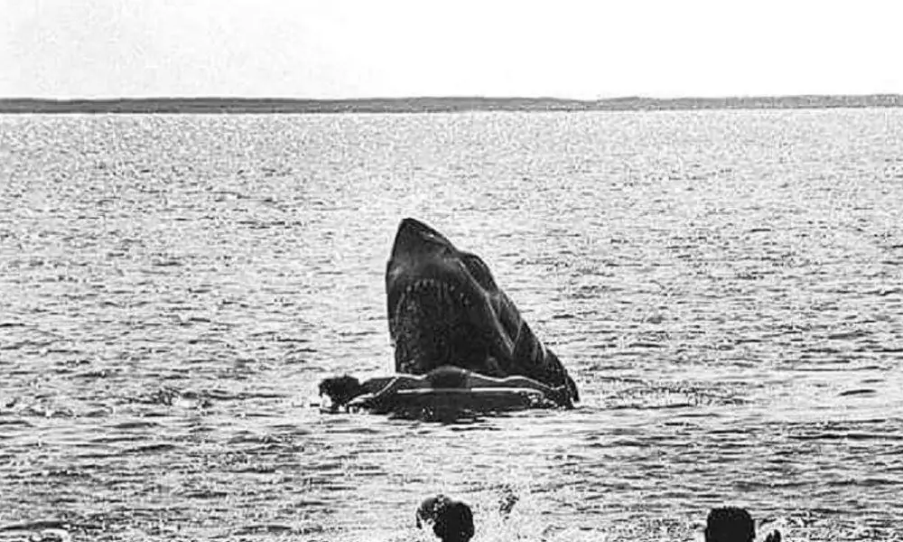 Вот история ЭТОЙ кошмарной неиспользованной сцены смерти из «Челюстей»