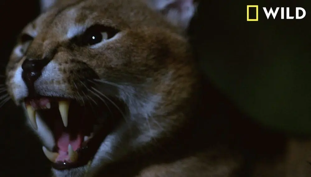 Сериал ужасов о природе под названием "Dead by Dawn" выходит в Nat Geo Wild от создателей "Ходячих мертвецов"