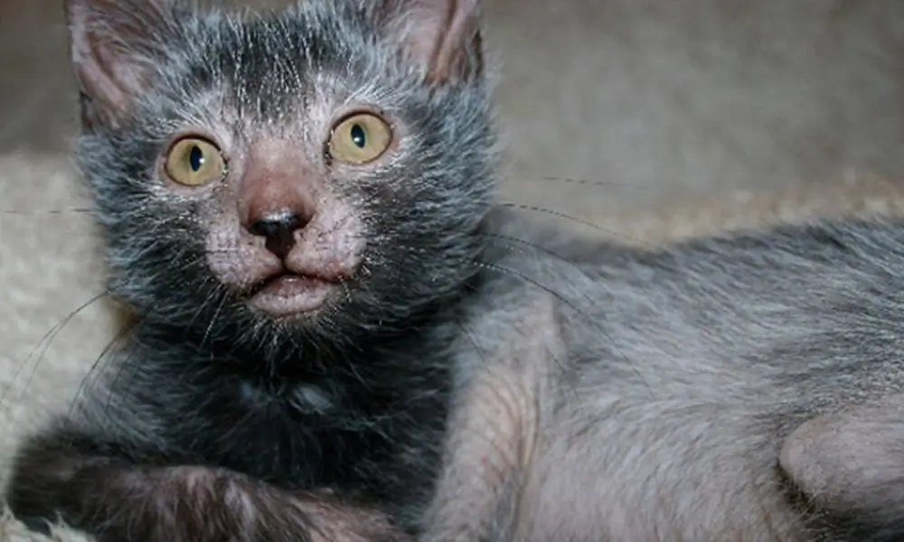 Режиссер фильма «Нулевой канал: Дверь мечты» подробно рассказывает о кропотливом процессе создания фильма о коте-оборотне