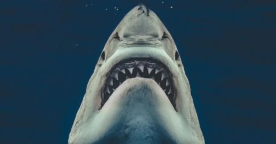 [Image] Наконец-то кто-то сделал идеальное фото настоящей акулы, воссоздающей плакат «Челюсти»