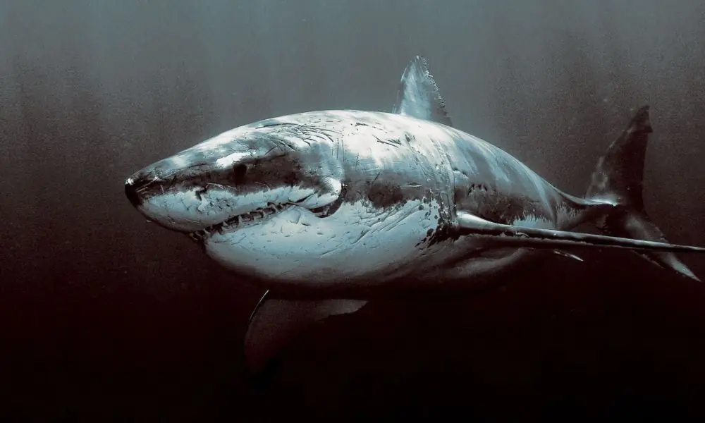 National Geographic расширяет «SharkFest» в этом году до 3