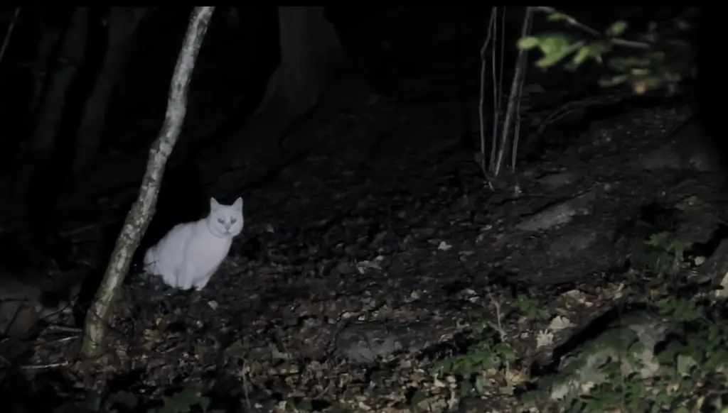 Заблудиться в трейлере к фильму ужасов "Безжалостно странный" временная петля "Коко"