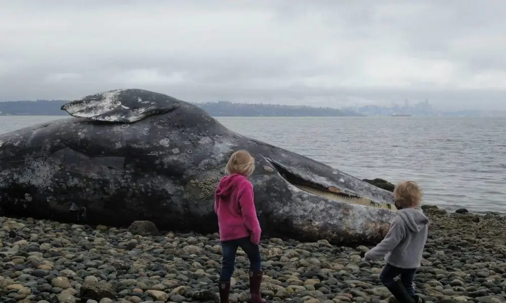 ‘Изоляция’: антология ужасов, снятая во время карантина, включает новый короткометражный фильм Ларри Фессендена