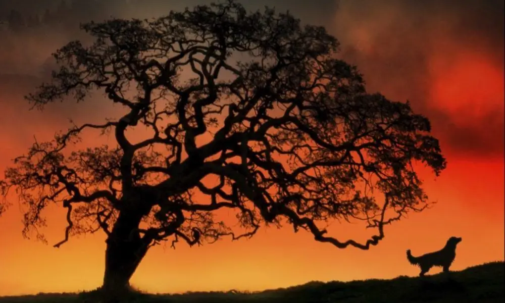 Триллер Дина Кунца "Преданный" будет преследовать телезрителей