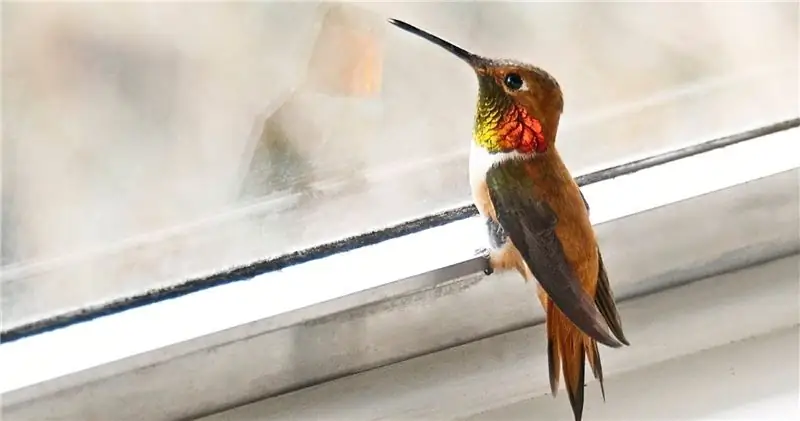 Пожарные спасают измученного колибри