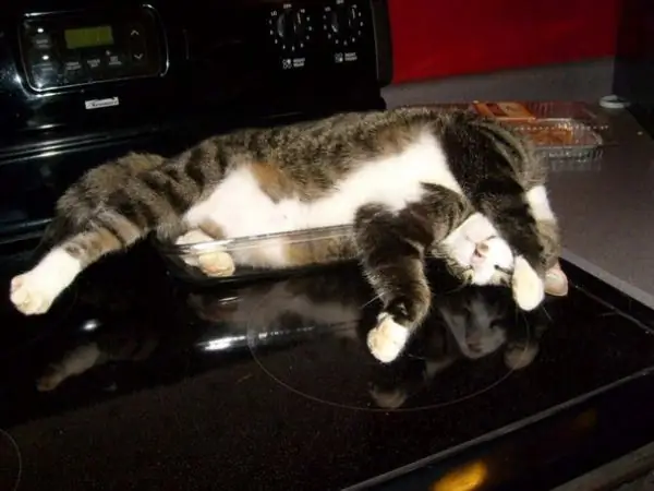 https://www.theodysseyonline.com/11-places-my-cat-likes-to-sleep