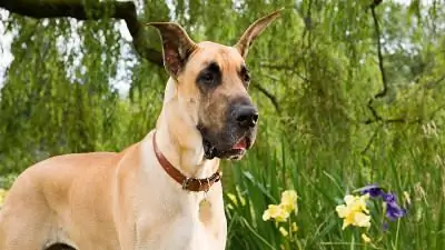 Marmaduke': Через 15 минут эфира не стало