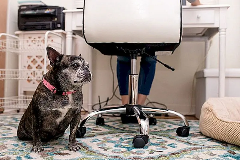 Получите ваши лапы на этой работе с домашним работником Писатель Работа с широко открытыми домашними животными