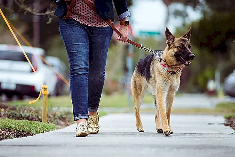 Эта боковая игра является лапой для людей, которые должны пить всю собаку