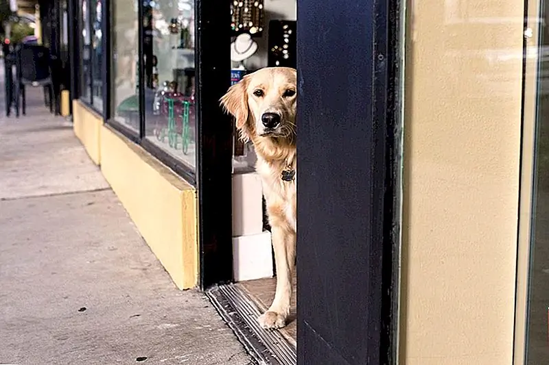 Ваша собака, вероятно, никогда не получит продовольственные талоны, но эти ресурсы могут помочь