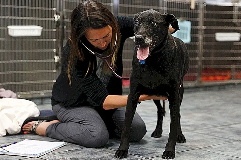 Говорить Нет собакам Вакцины Плохо для Фидо - и для ваших финансов слишком