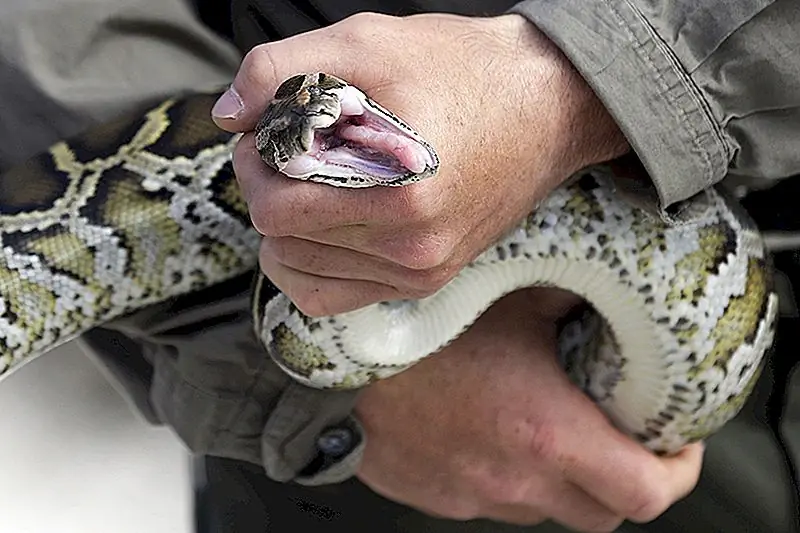 Дай мне змею! Python Hunting Gig платит $ 8,10 / Hour Plus Bonuses