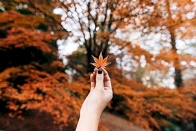 Вот как заработать деньги на листьях, меняющих цвет на заднем дворе