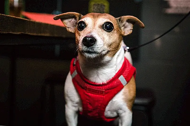 Лучший опыт работы? Этот пивоваренный завод предоставляет владельцам новых собак платный пау-отпуск