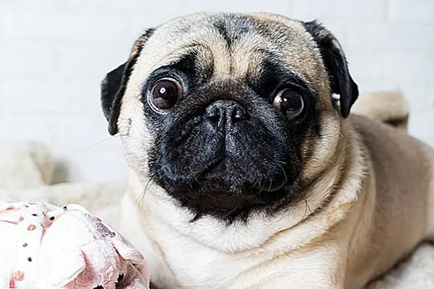 Discover предоставит вам бесплатную оценку FICO - нет привязанных строк