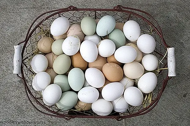 Яичное земледелие: извините, чтобы поднять цыплят на заднем дворе