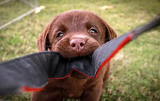 Любишь играть с кошками и собаками? Как стать фотографом-любителем