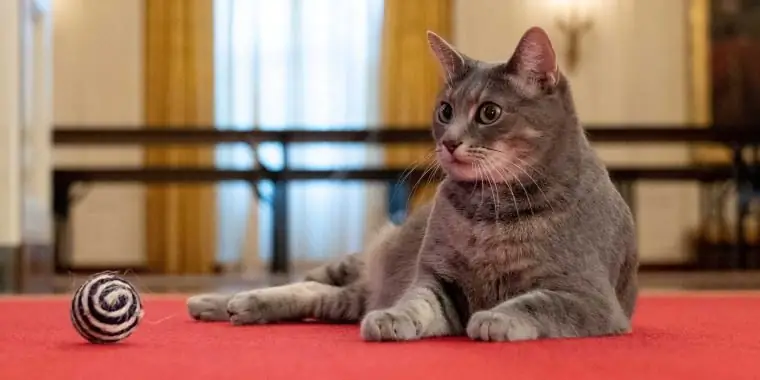 Уиллоу - первая кошка в Белом доме со времен администрации Джорджа Буша-младшего