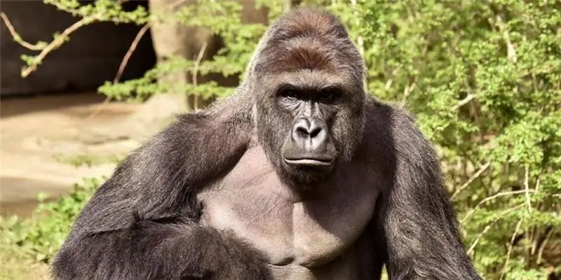 Состояние Харамбе: Вики, В браке, Семья, Свадьба, Заработная плата, Братья и сестры