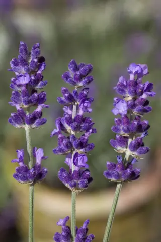 Lavender': безжалостные призраки преследуют Эбби Корниш в этом эксклюзивном клипе