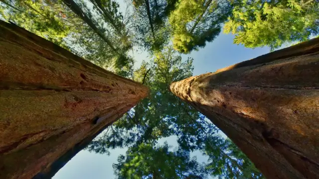 Новый ролик "Wayward Pines" с галлюцинациями