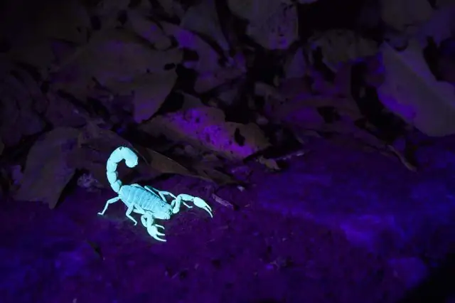 Как узнать, светится ли что-то в черном свете?