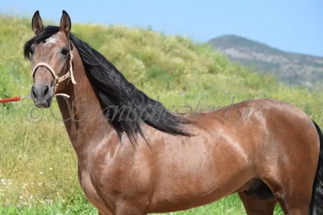 Что такое испанское болеро?