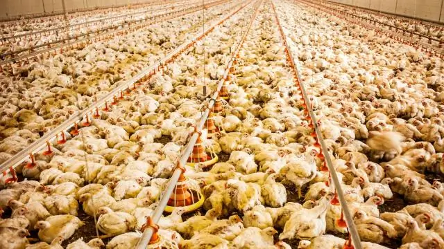 Что значит баланс в хоре?