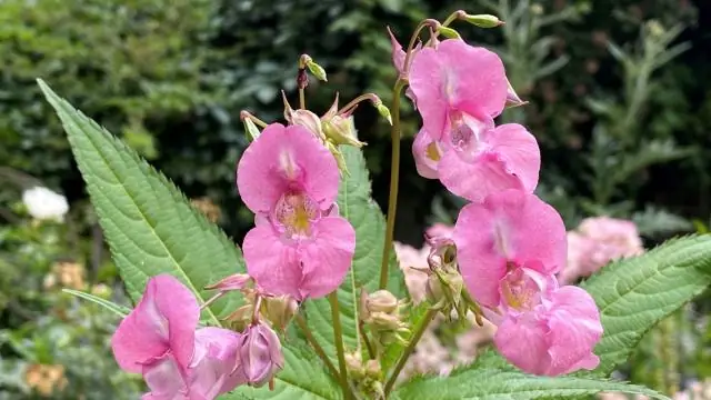 Что считается современной американской историей?