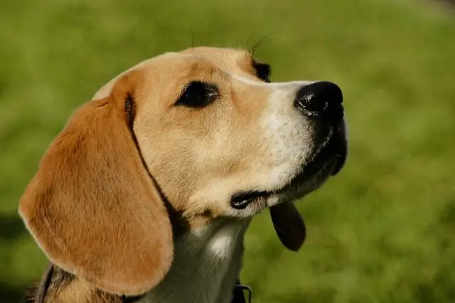 Что означает термин «Нупе»?