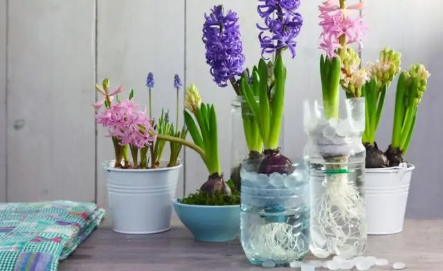 Как сажать луковицы гиацинта в стекло?