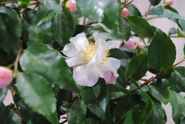 Какие цвета бывают камелии?