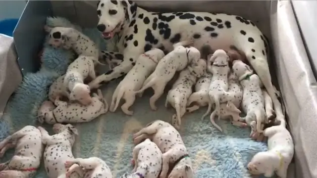 Что на самом деле произошло в Роаноке?