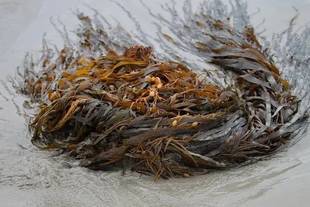 Какую болезнь они использовали в Мировой войне Z?