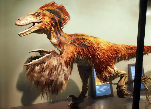 О чем рассказывается Свинья?