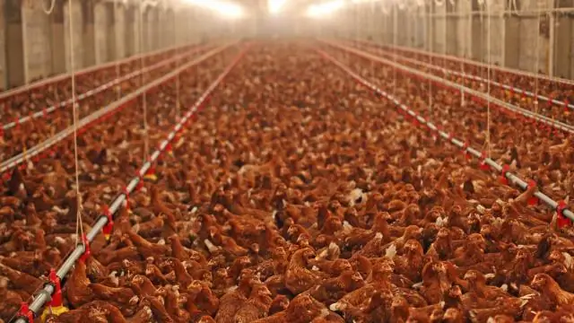 Кто такой Эллиот из ET?