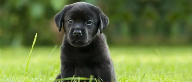 Сколько стоят билеты на Оззи?