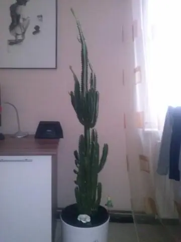 Как сейчас называется ACPO?