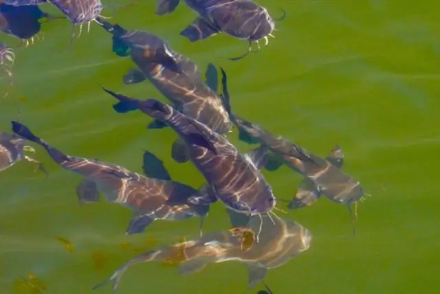 Куда переехала Эмма Чемберлен?