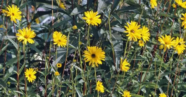 Кайю - французское имя?